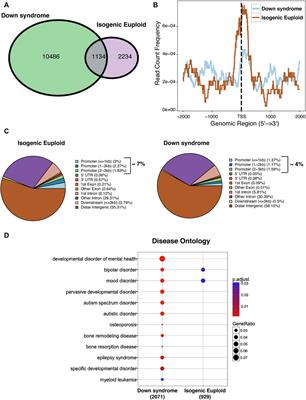 Biphasic cell cycle defect causes impaired neurogenesis in down syndrome